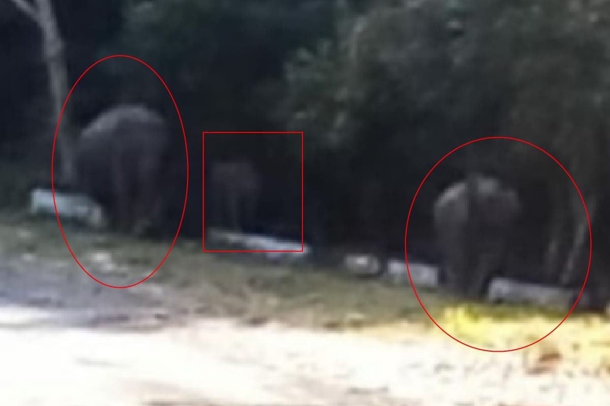 elephant herd suddenly attacked on a bus in bijnor, several worker narrow escape
