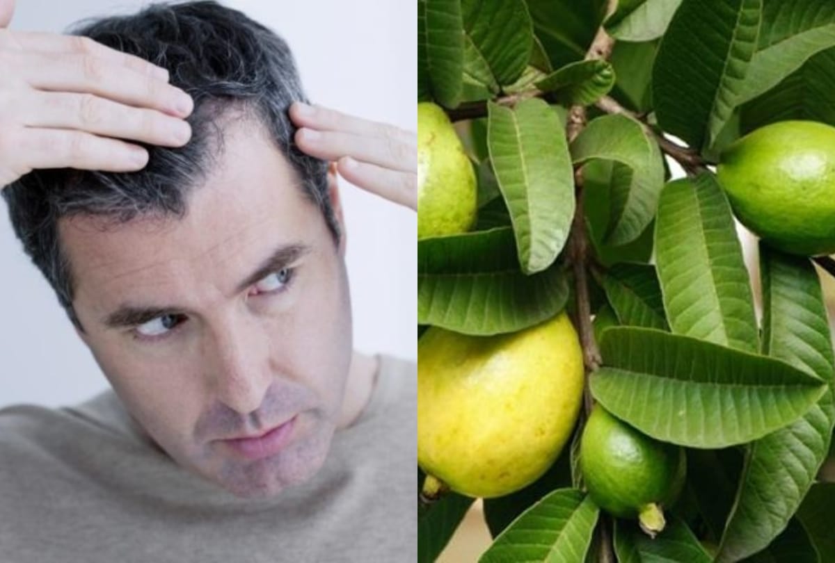 guava leaves for hair problem beneficial for your hair growth