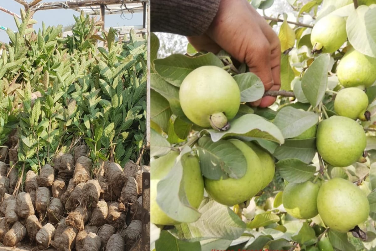 guava from saharanpur is beating apple of Kashmir and himachal in race, know why in Demand