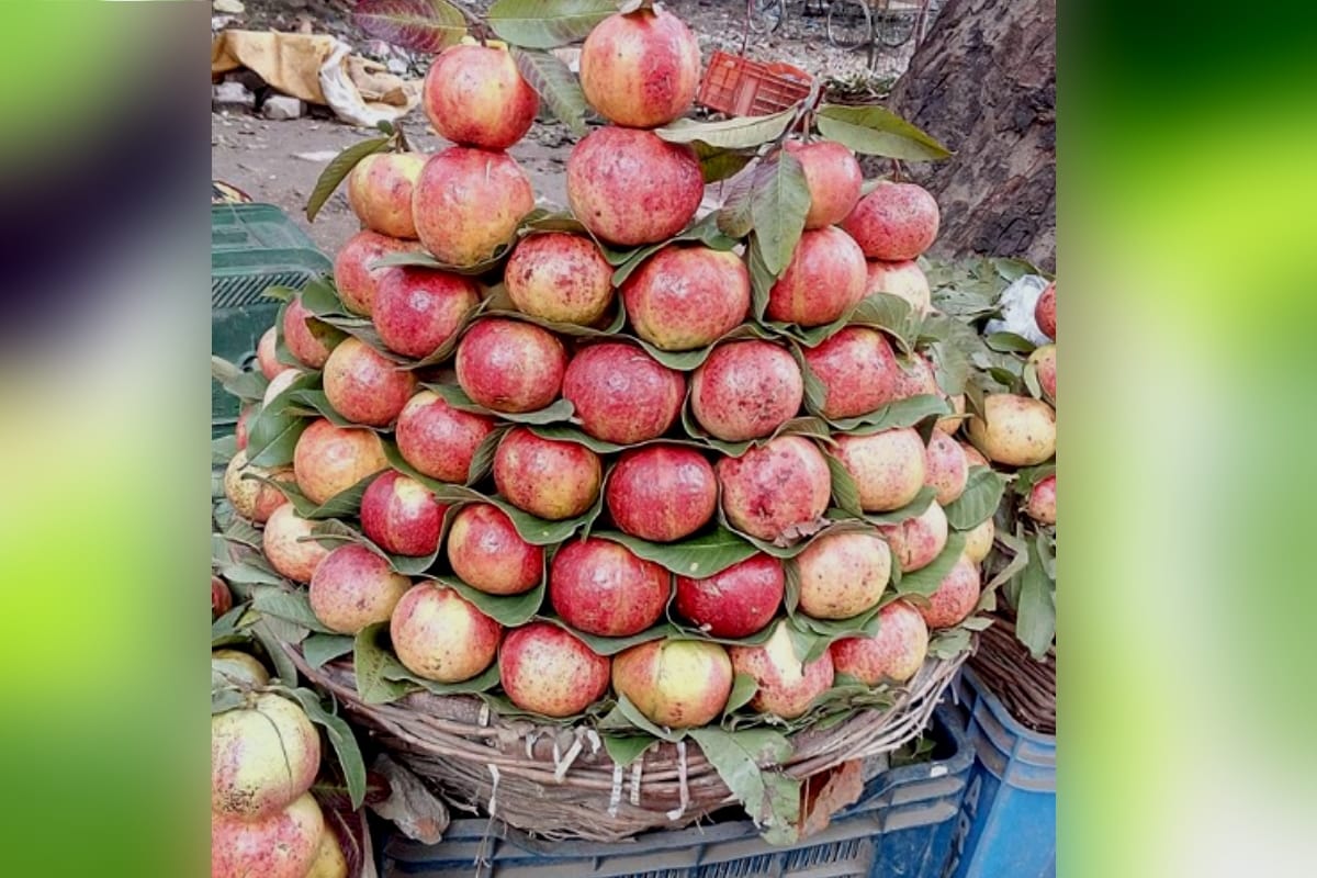 guava from saharanpur is beating apple of Kashmir and himachal in race, know why in Demand