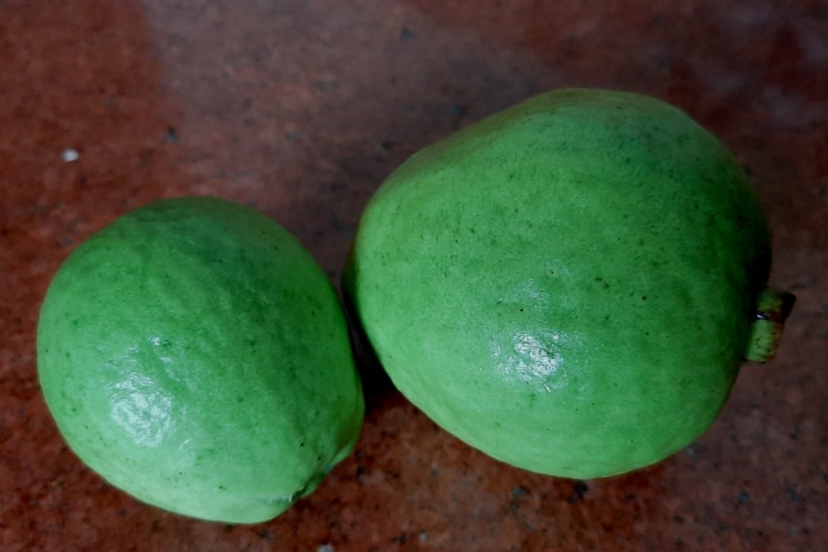 guava from saharanpur is beating apple of Kashmir and himachal in race, know why in Demand