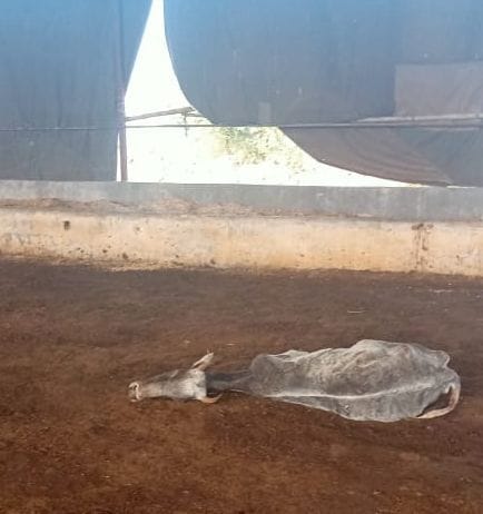 cow, dead, in goshala, ill, etah