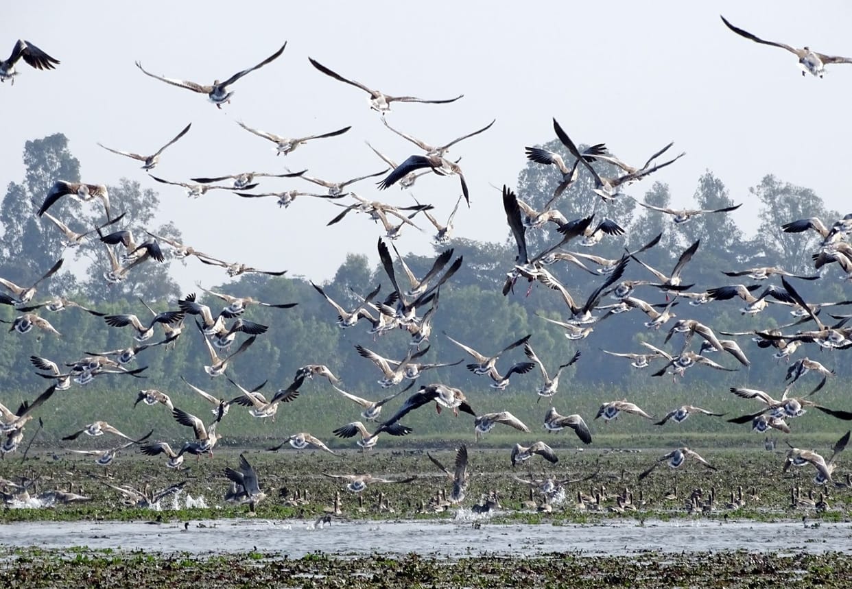 Hyderpur Wetland Muzaffarnagar