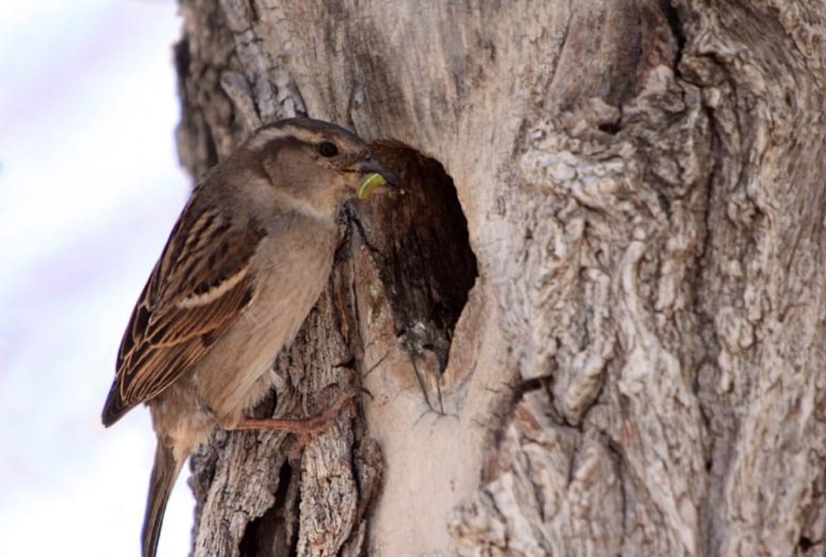 Biodiversity Act in himachal pradesh will not allow to cut tree with birds nest