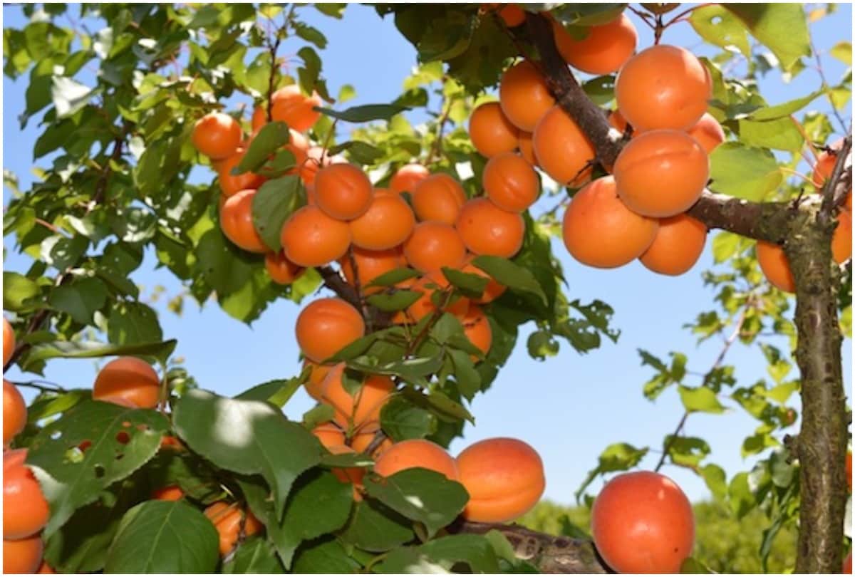 travel in turtuk last village in ladakh
