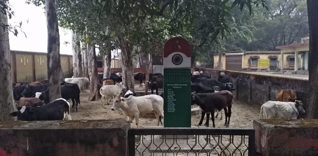 Now cattle closed in development block office