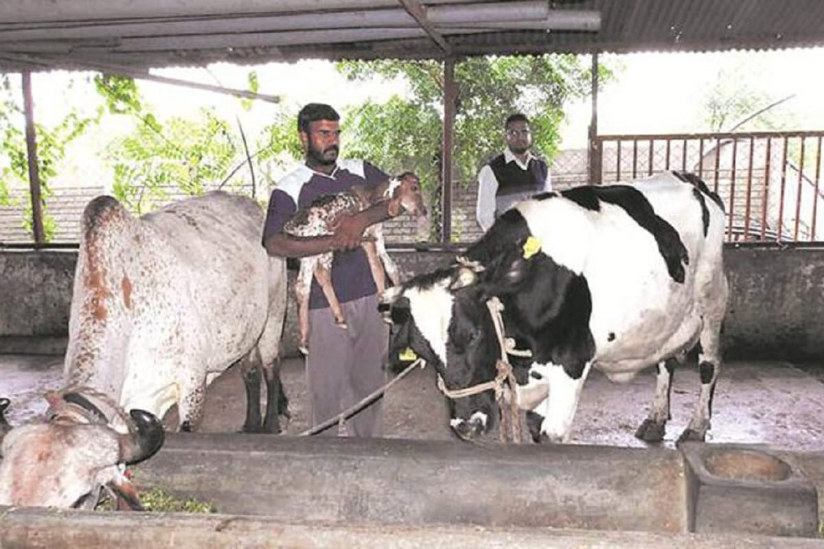 Cow Gauri will birth more than 100 female Heifers in a year through cow surrogacy