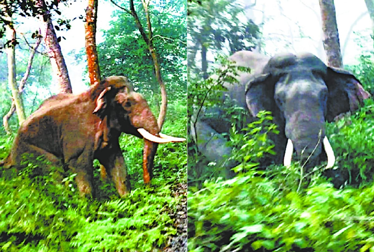 Wild elephants encircled tourists, tried to overturn the vehicle.