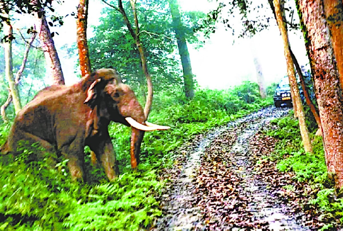 Wild elephants encircled tourists, tried to overturn the vehicle.