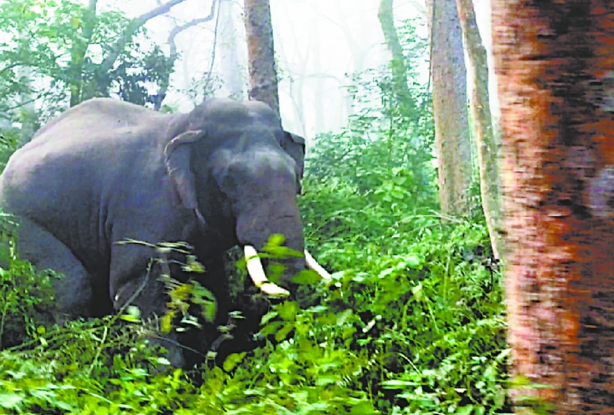 Wild elephants encircled tourists, tried to overturn the vehicle.