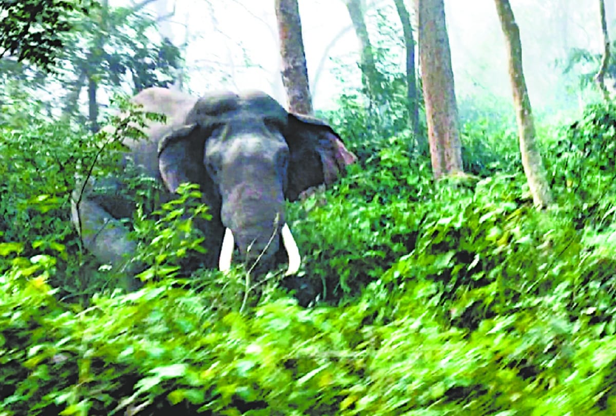 Wild elephants encircled tourists, tried to overturn the vehicle.