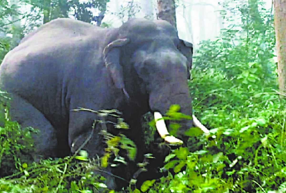 Wild elephants encircled tourists, tried to overturn the vehicle.