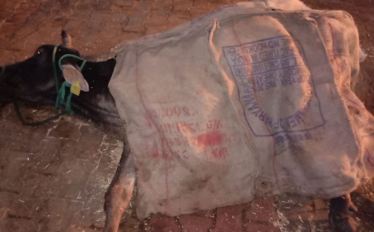 Two cows are sick due to cold in Khatauli Goshala