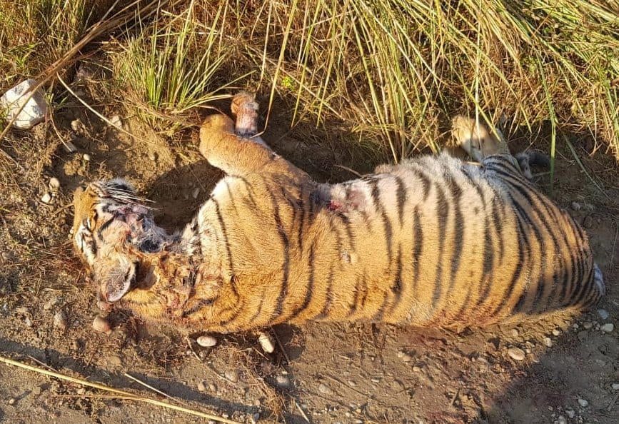 Tigress's body found in Corbett National Park