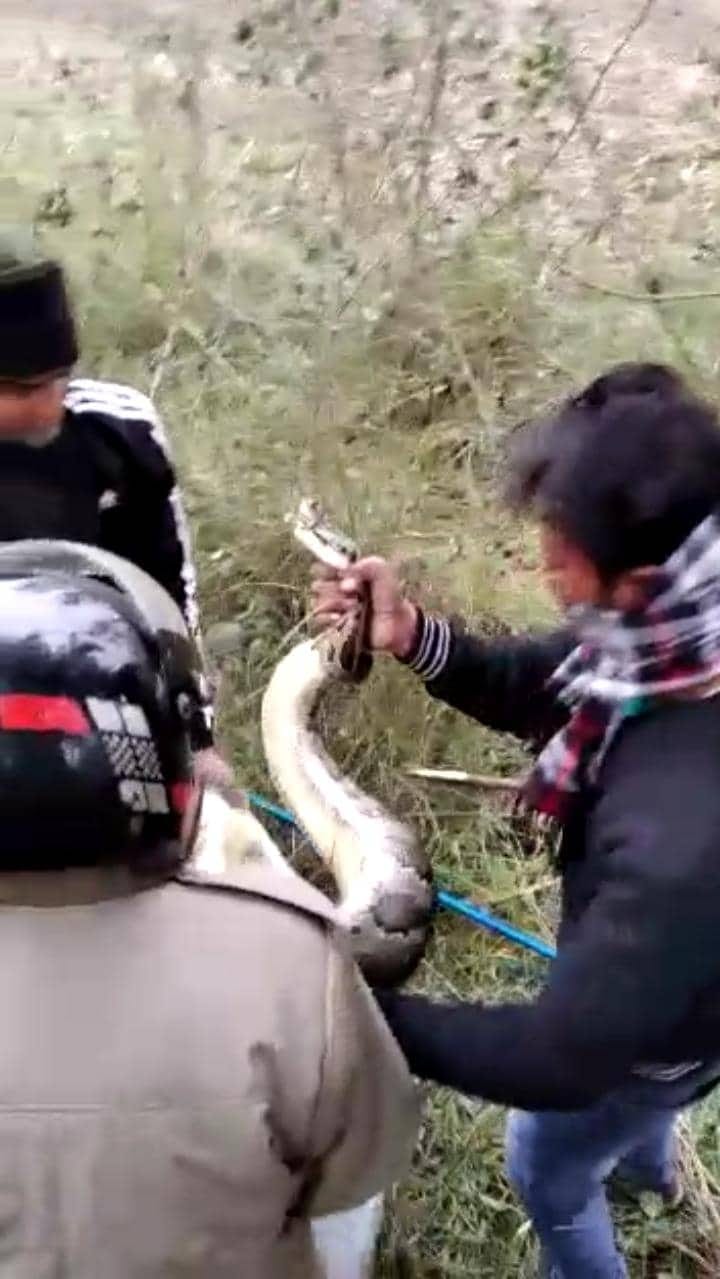 Haridwar: 15 feet tall python came on highway