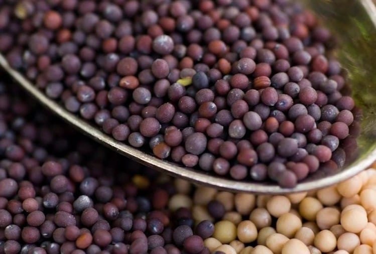 Mustard Seed Benefits Rai Ke Daane Ke Fayde Amar Ujala Hindi News