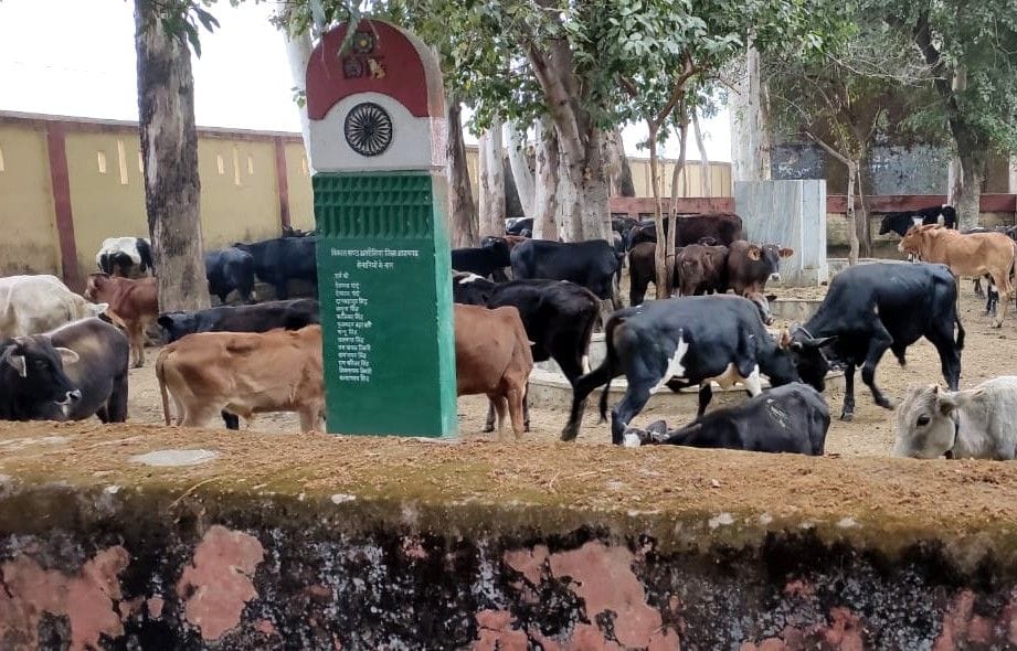 plight of other animals including cows in the animal protection house of Azamgarh