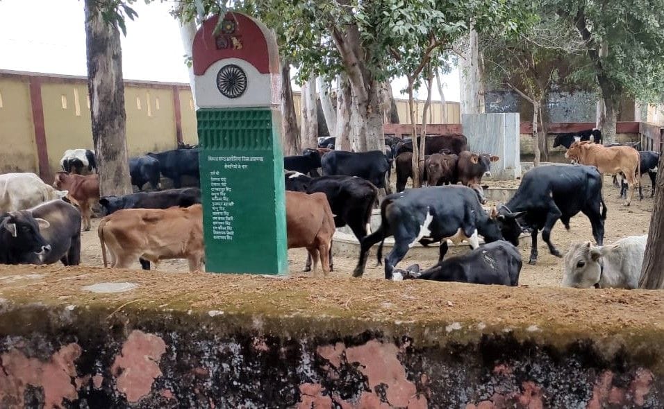 Farmers closed cattle in block premises second day in agitation