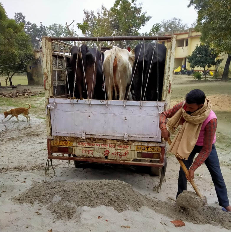 4 cattle smuggler arrested