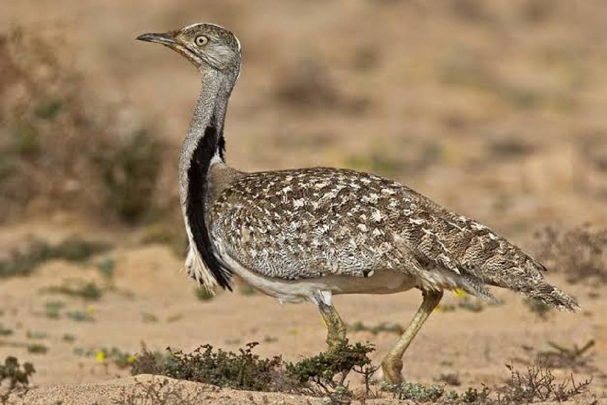 Pak PM Imran Khan approves hunting of protected bird to Dubai royal family