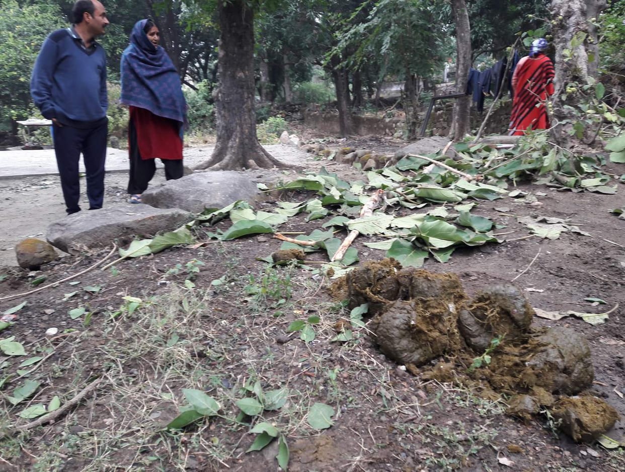 People threatened by elephants in Grastganj