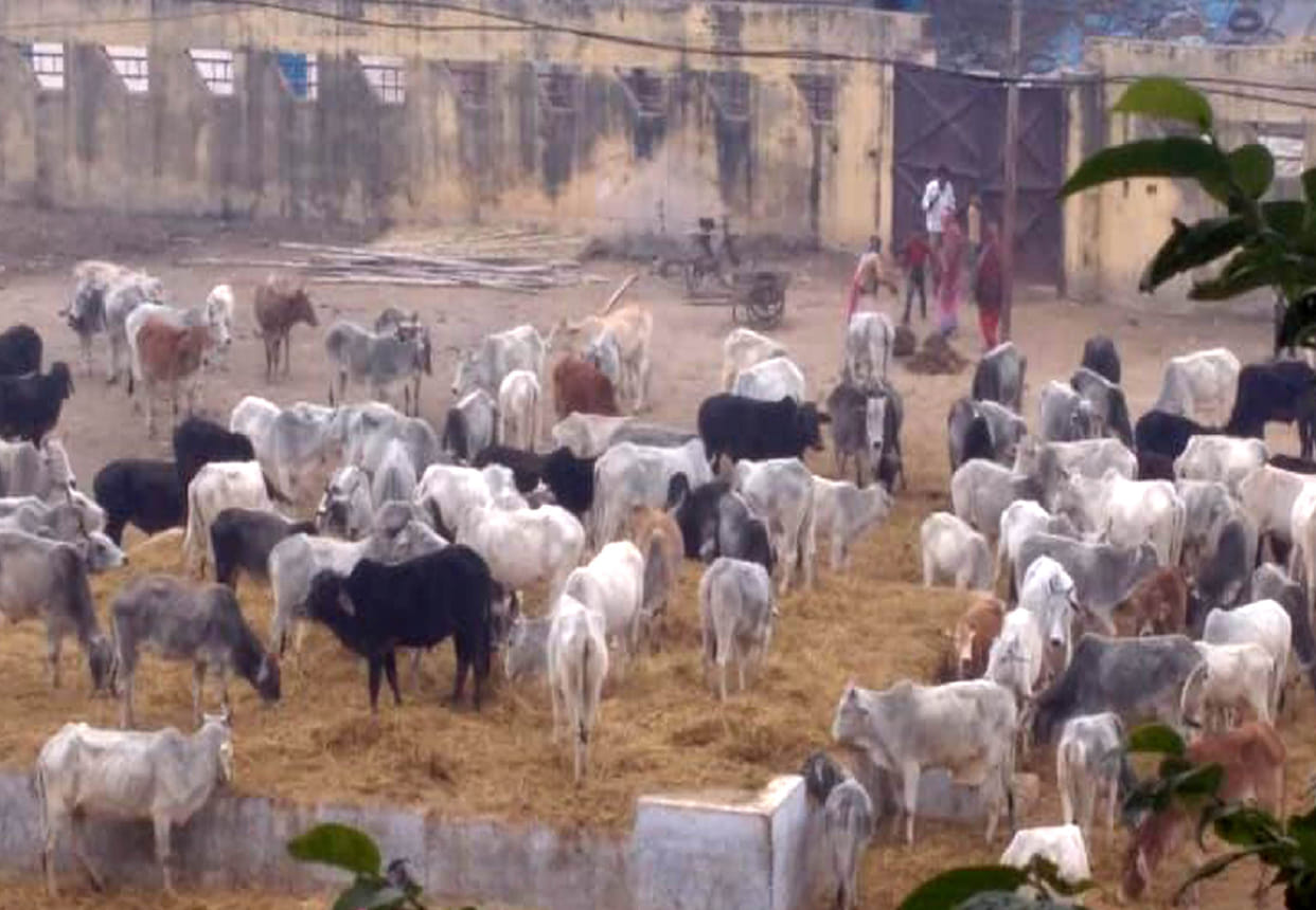 17 cows died in four days in Gaushala due to cold in Banda