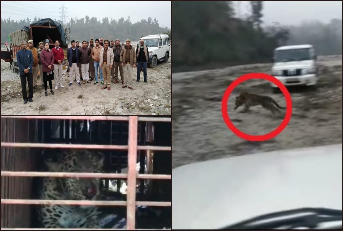 Leopard rescued from Hindon Airbase forest found completely fit says DFO