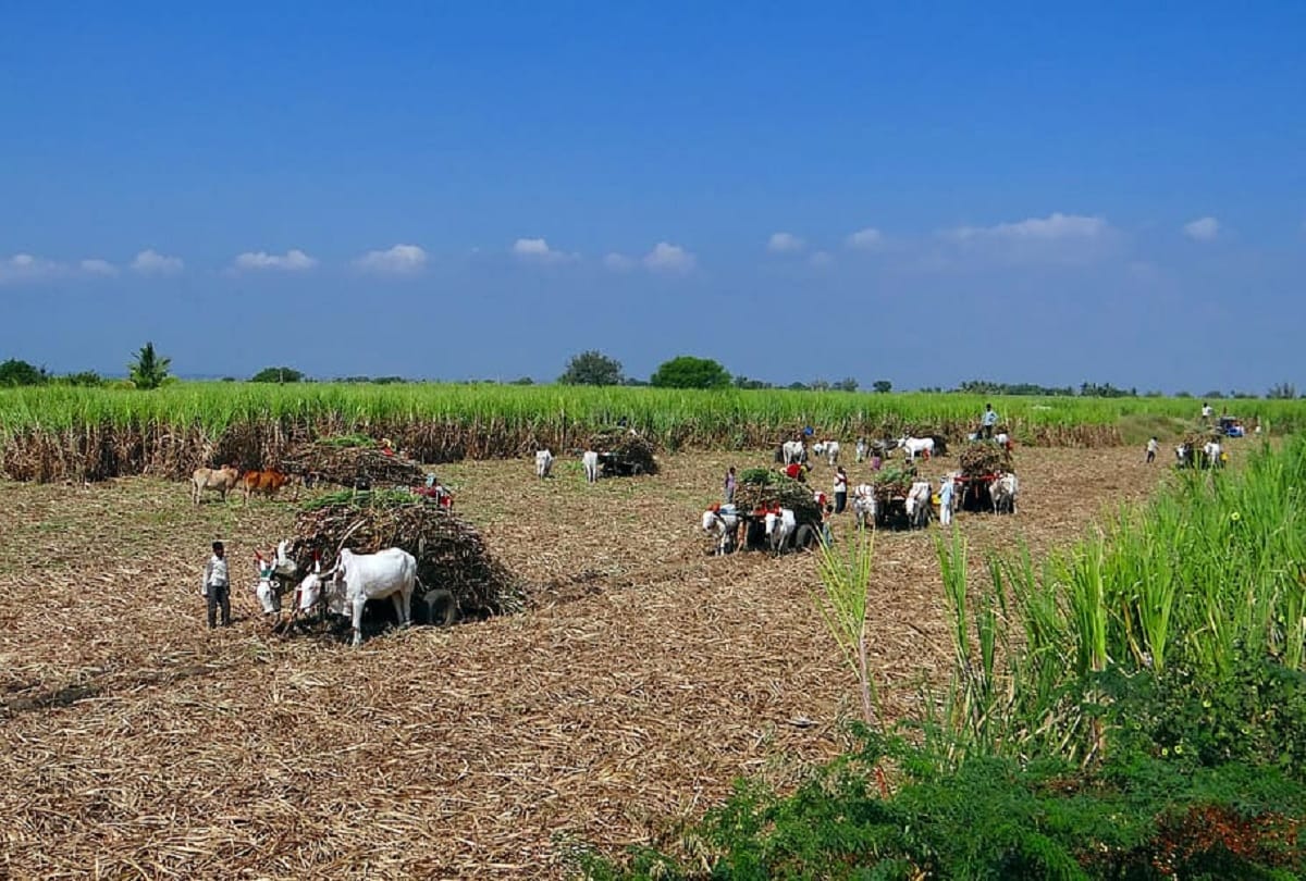 roorkee : sugarcane farmer angry on libberheri sugar mill closing