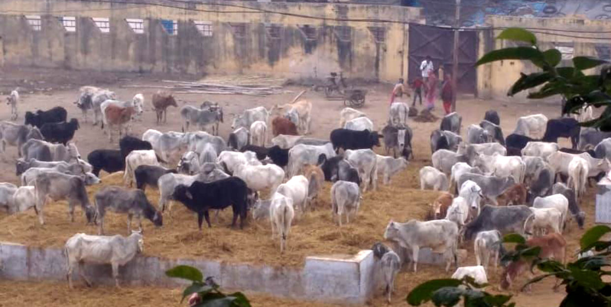 17 cows killed in 5 days at Atra Animal Shelter Center