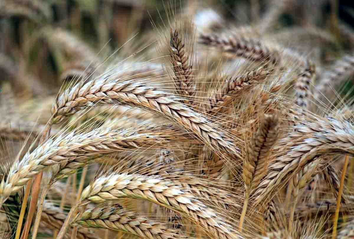 wheat crop will be ready in 90 days in jammu kashmir
