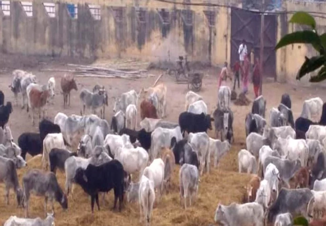 Administration inspected after 28 cows death in Jalaun
