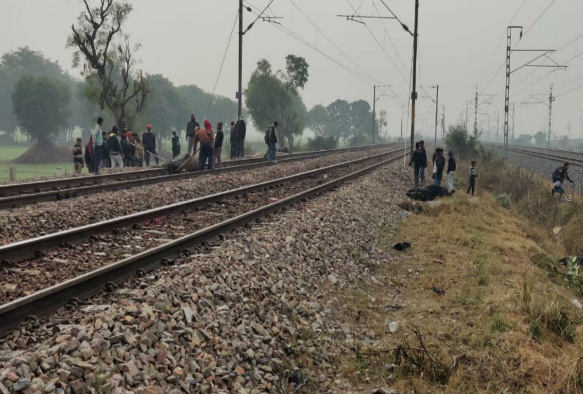 Dozens Cattles Cut From Rajdhani Express At Barhan Agra