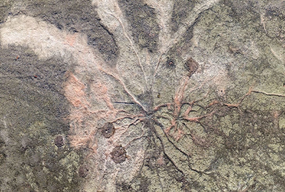 Scientists have discovered the worlds oldest forest in Cairo New York