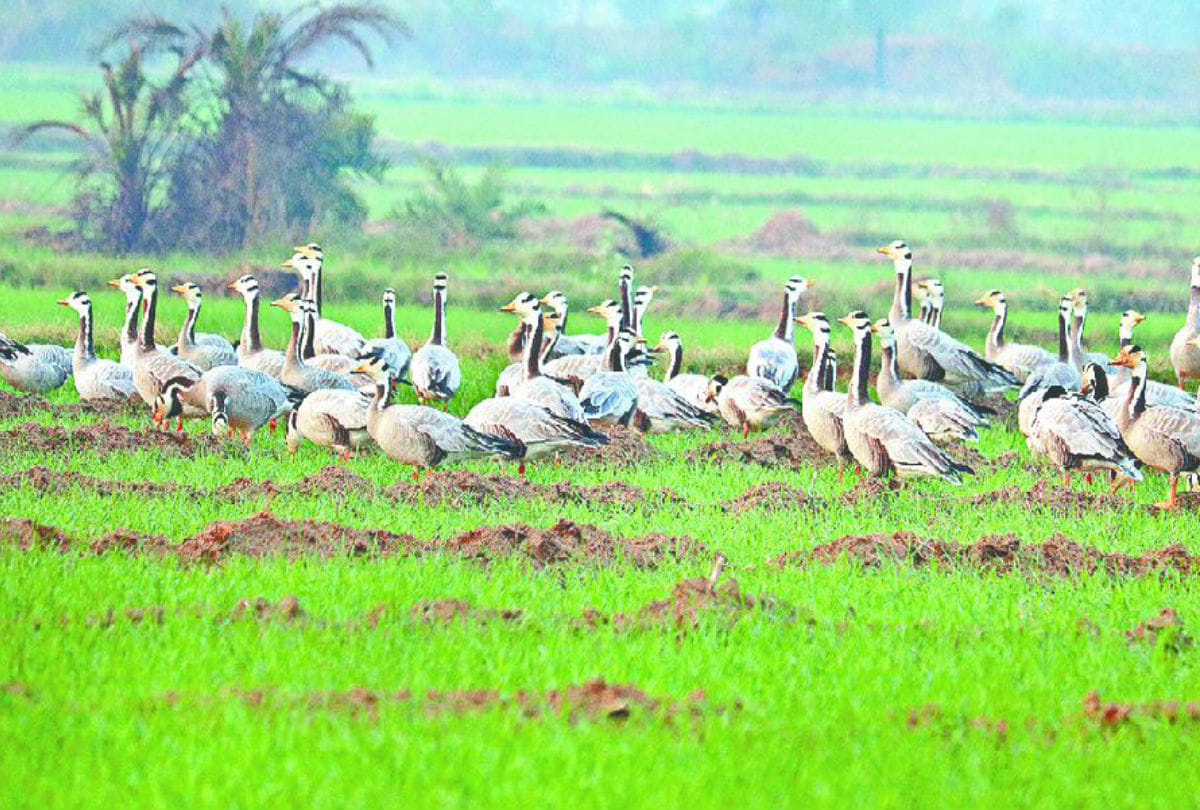 Bar Headed Goose Bird wasted Wheat crops in Agra and Mathura