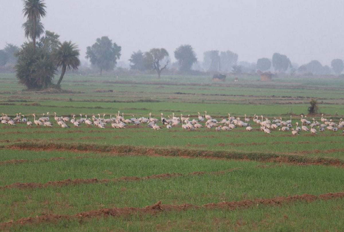 Bar Headed Goose Bird wasted Wheat crops in Agra and Mathura
