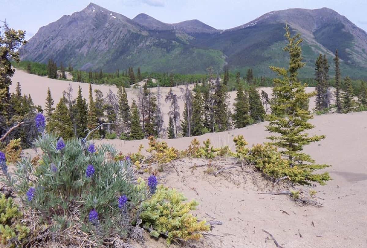 world most mysterious desert Carcross desert mystery