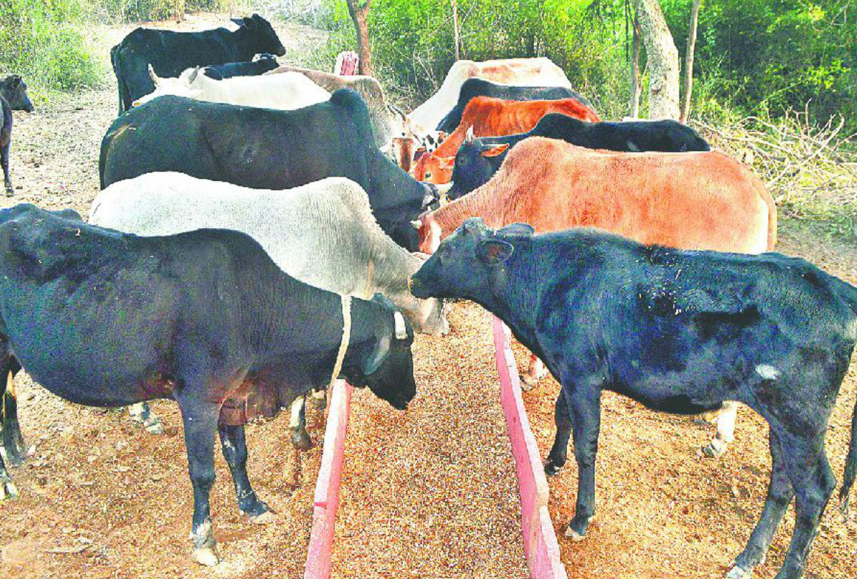 UP: Chief Minister said, lead the wonderful work in cow shelters, the district panchayat president, the basis of sage and agricultural tradition from village-govansh etc.