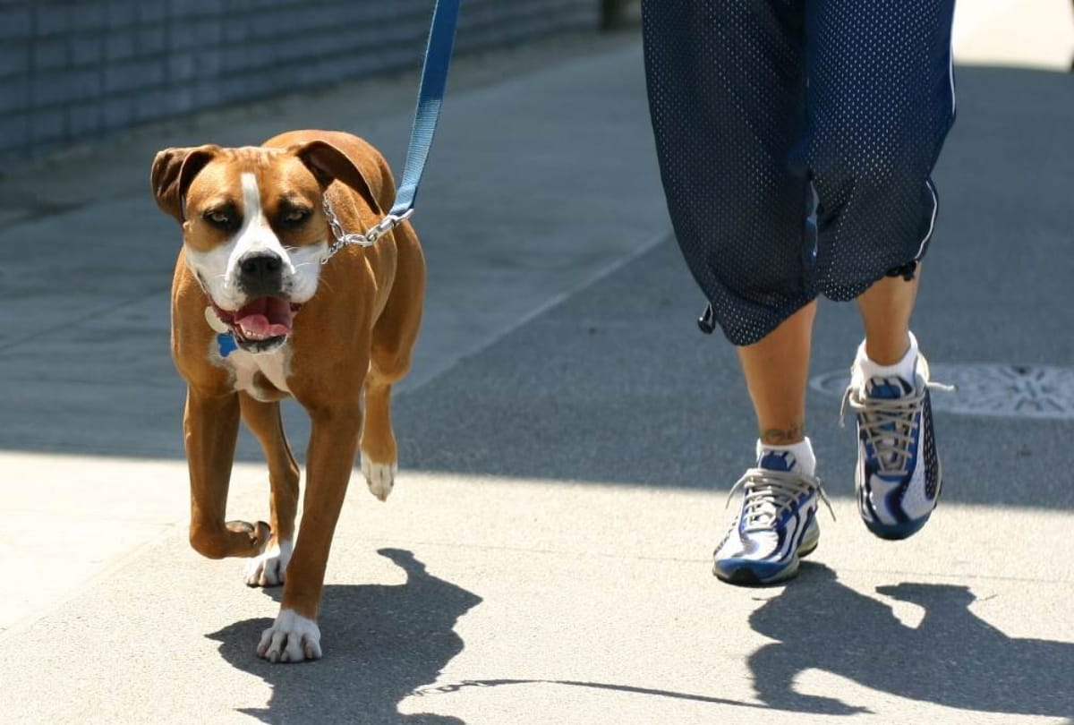 Controversy between former Additional Chief Secretary and municipal employees over dog walking