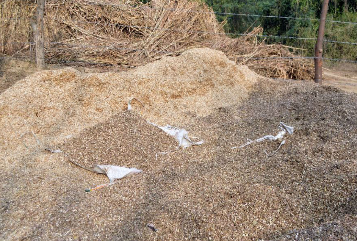 Looting from farmers, rates of Tudi increased Rs. 1000 per quintal