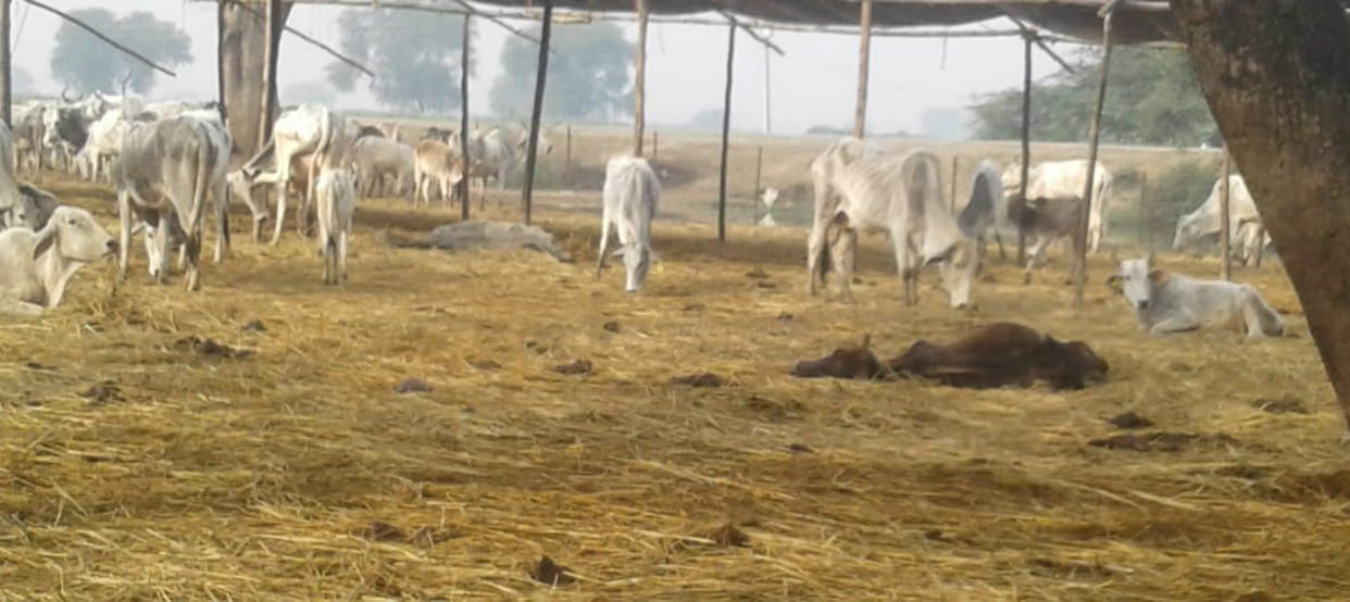 Six cows died in cold