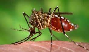 Dengue prevention measures sought from government