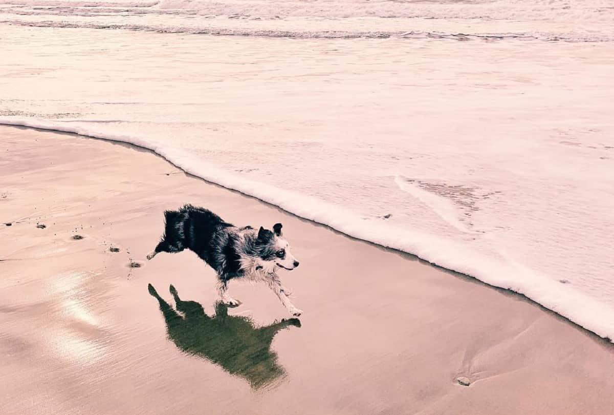 san francisco woman booked a plane to find the stolen dog and offering 7000 dollar reward