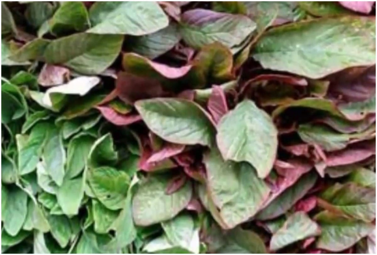 7 foods that can keep warm in winter