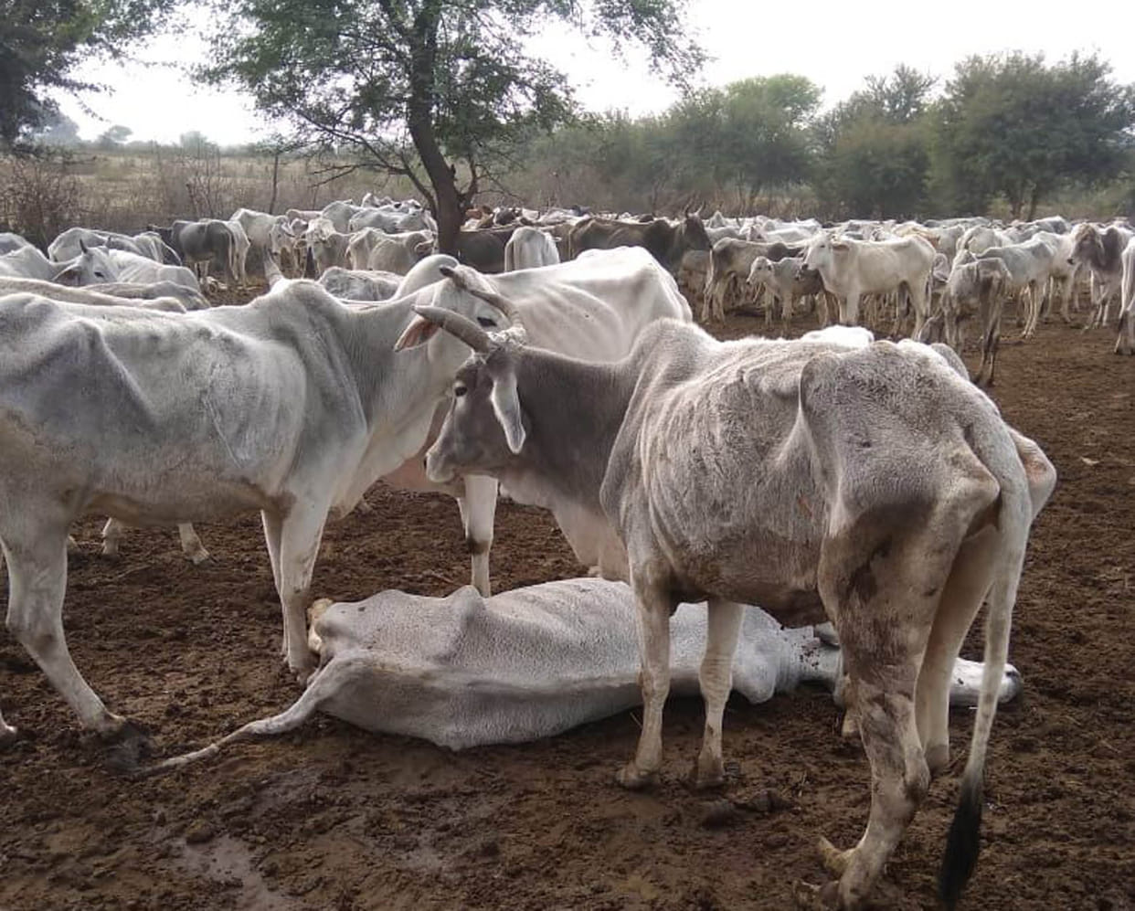 75 Anna animals die after eating 12 crores of fodder