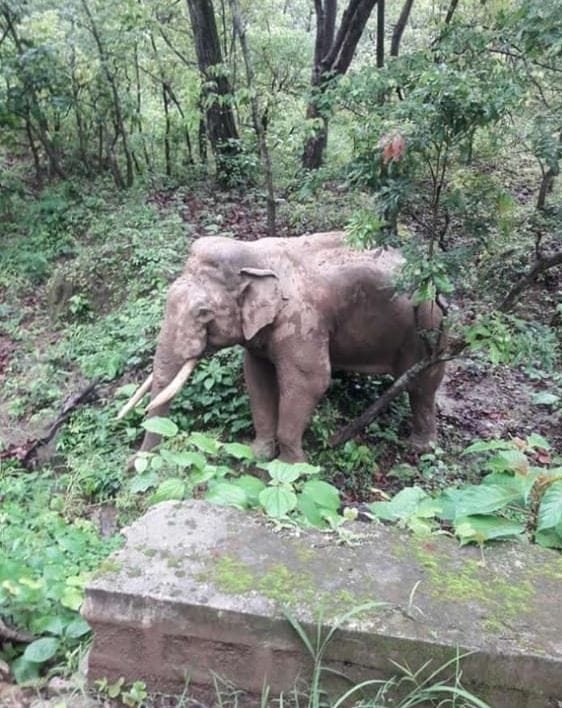 an elephant attacked a bus