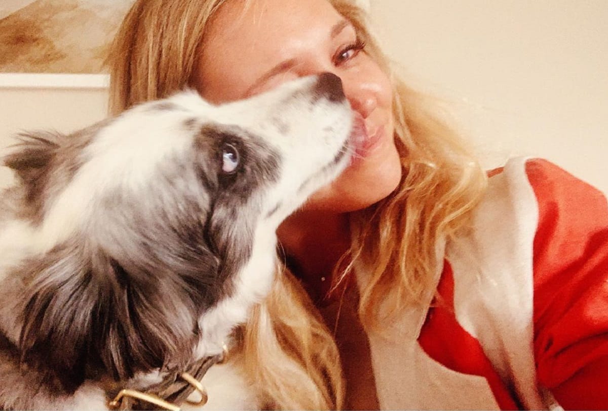san francisco woman booked a plane to find the stolen dog and offering 7000 dollar reward