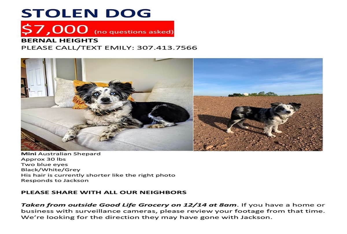 san francisco woman booked a plane to find the stolen dog and offering 7000 dollar reward