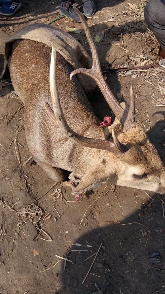 barasingha injured