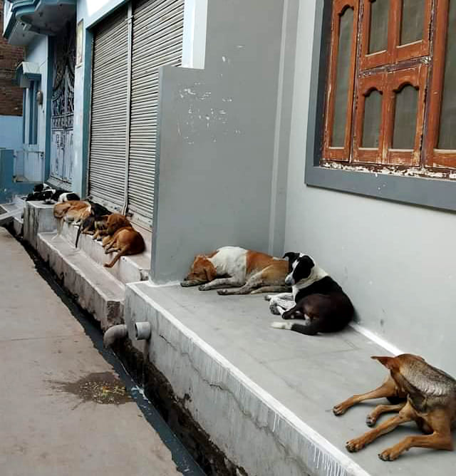 fear of dogs in lalitpur city