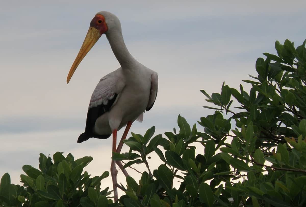 karnataka kokrebellur bird sanctuary house of migrant birds